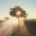 GEORG PREISINGER | 🇦🇹 ORGANIC WINERY • AGNIHOTRA 🔥